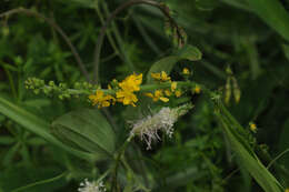 Image of Agrimony