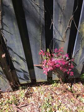 Image of Chinese witch hazel