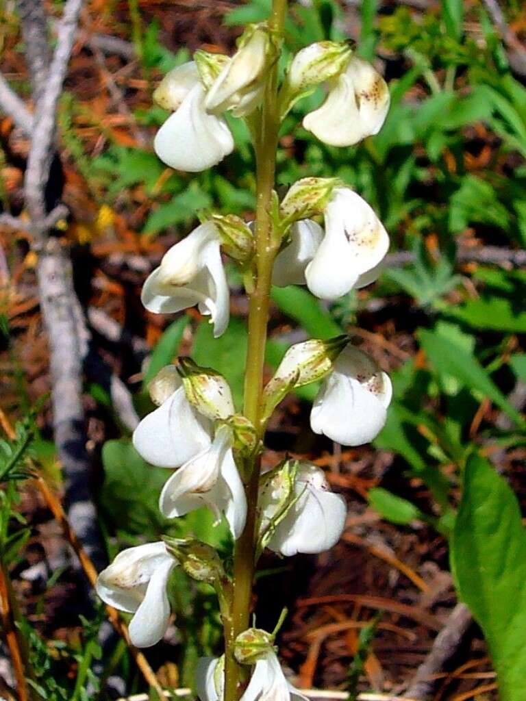 Image of coiled lousewort