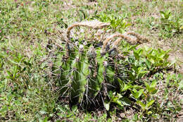 Image of Echinopsis rhodotricha K. Schum.