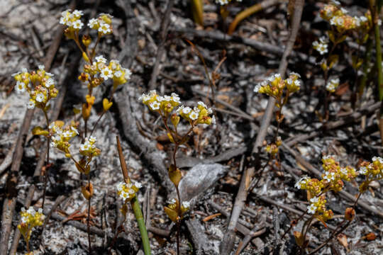 Image of Crassula filiformis (Eckl. & Zeyh.) Dietr.