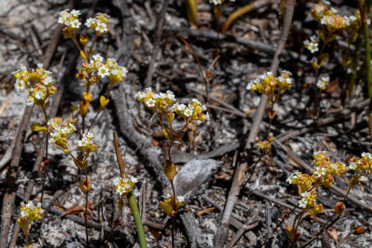 Crassula filiformis (Eckl. & Zeyh.) Dietr. resmi