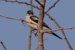 Image of Pied Triller