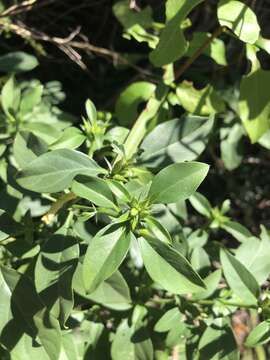 صورة Barleria prionitis subsp. delagoensis (Obermeyer) R. K. Brummitt & J. R. I. Wood