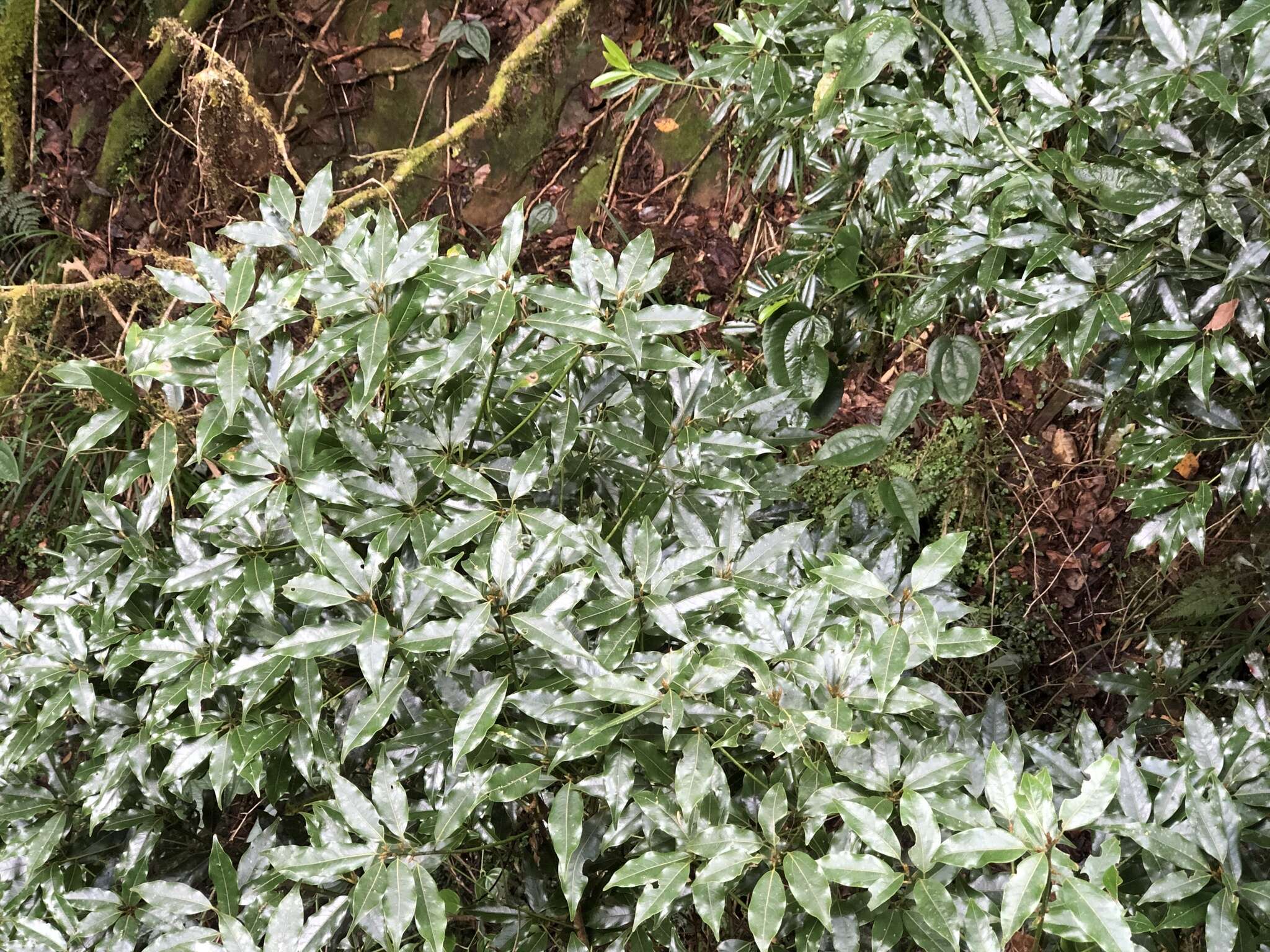 Imagem de Neolitsea acuminatissima (Hayata) Kaneh. & Sasaki