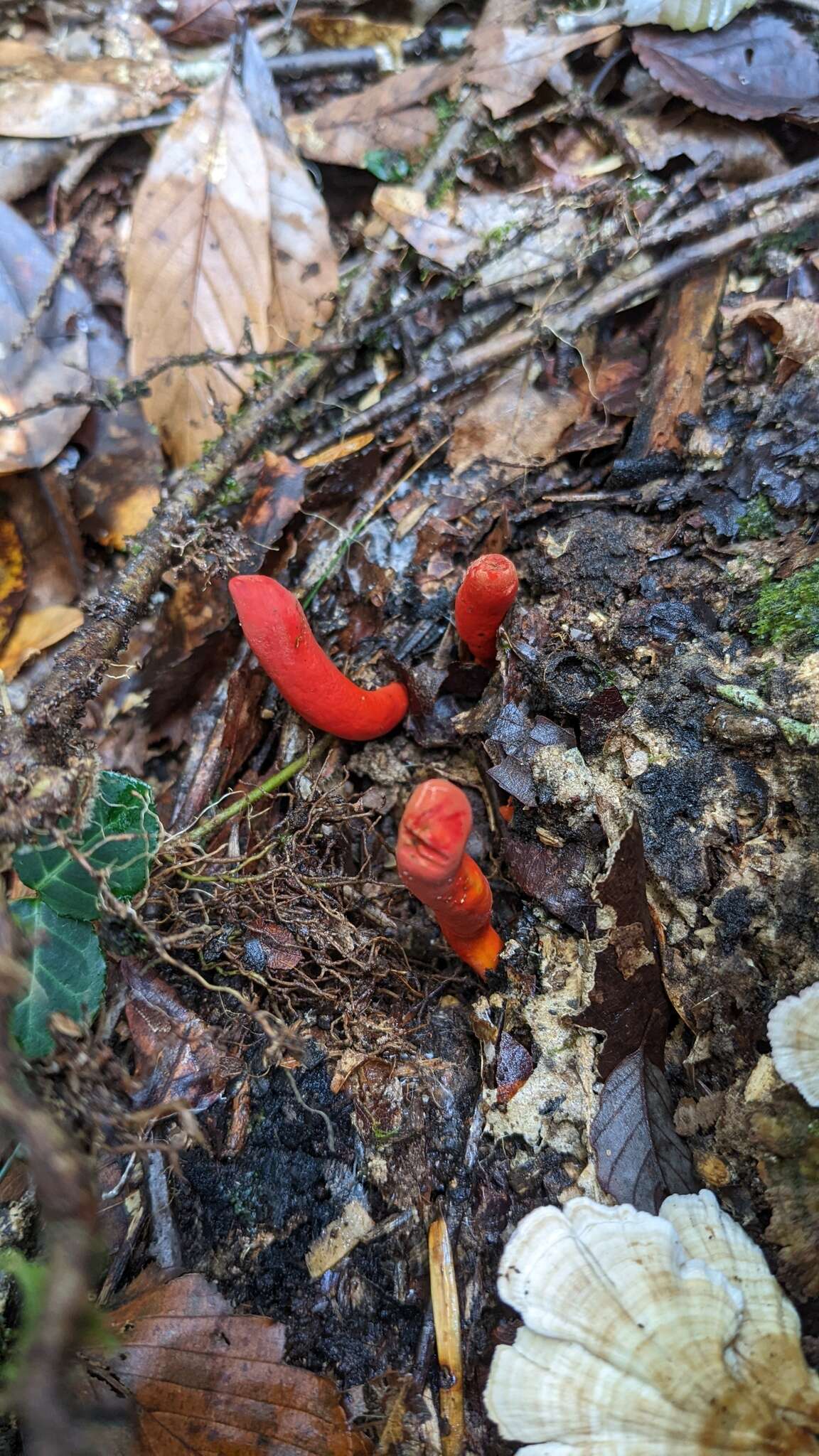 Image of Trichoderma cornu-damae (Pat.) Z. X. Zhu & W. Y. Zhuang 2014