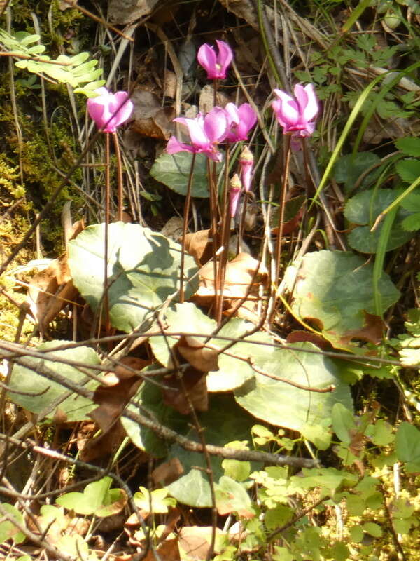 Image of cyclamen