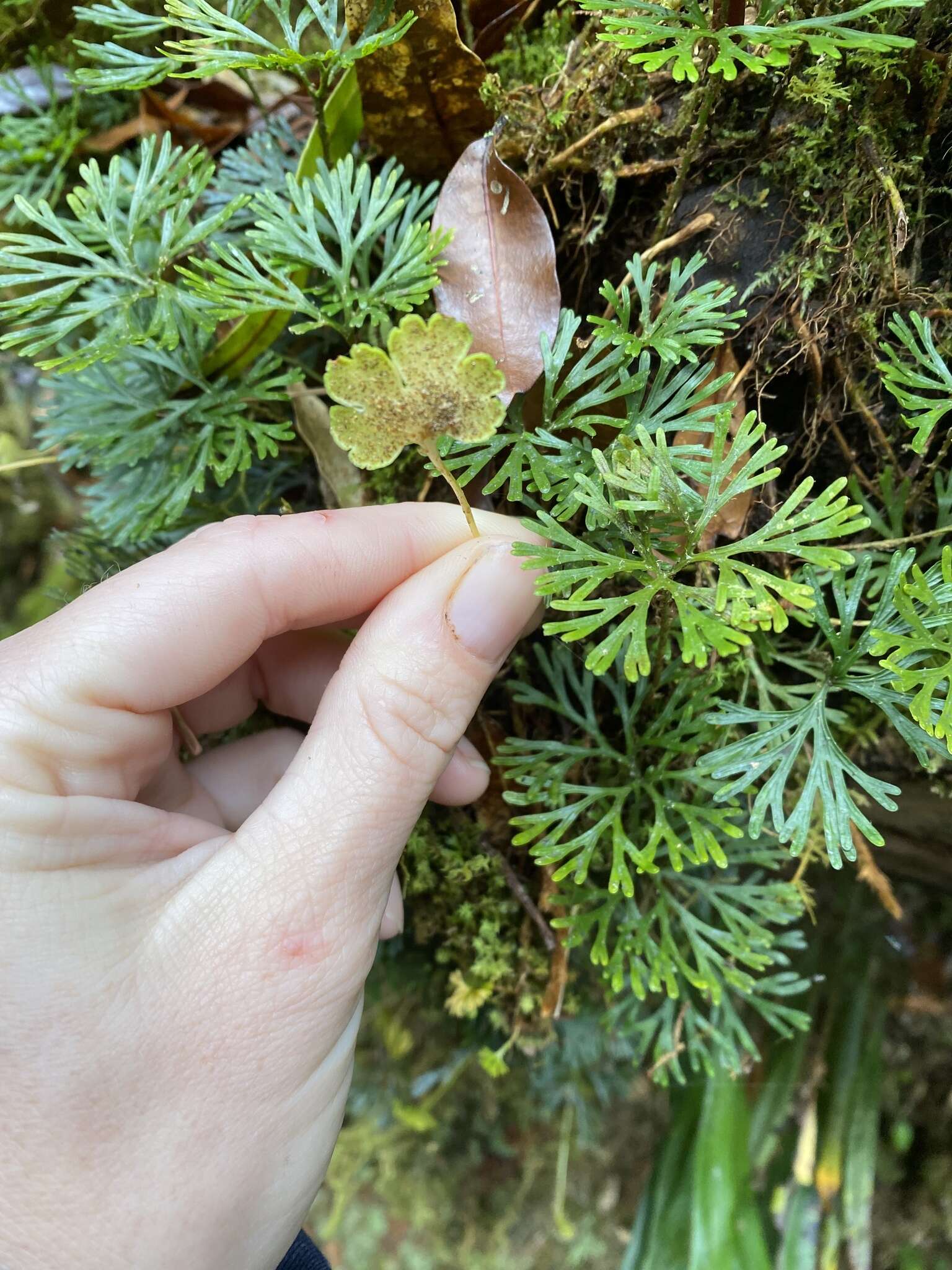 Sivun Elaphoglossum peltatum (Sw.) Urb. kuva