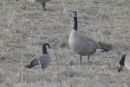 Plancia ëd Branta hutchinsii minima Ridgway 1885