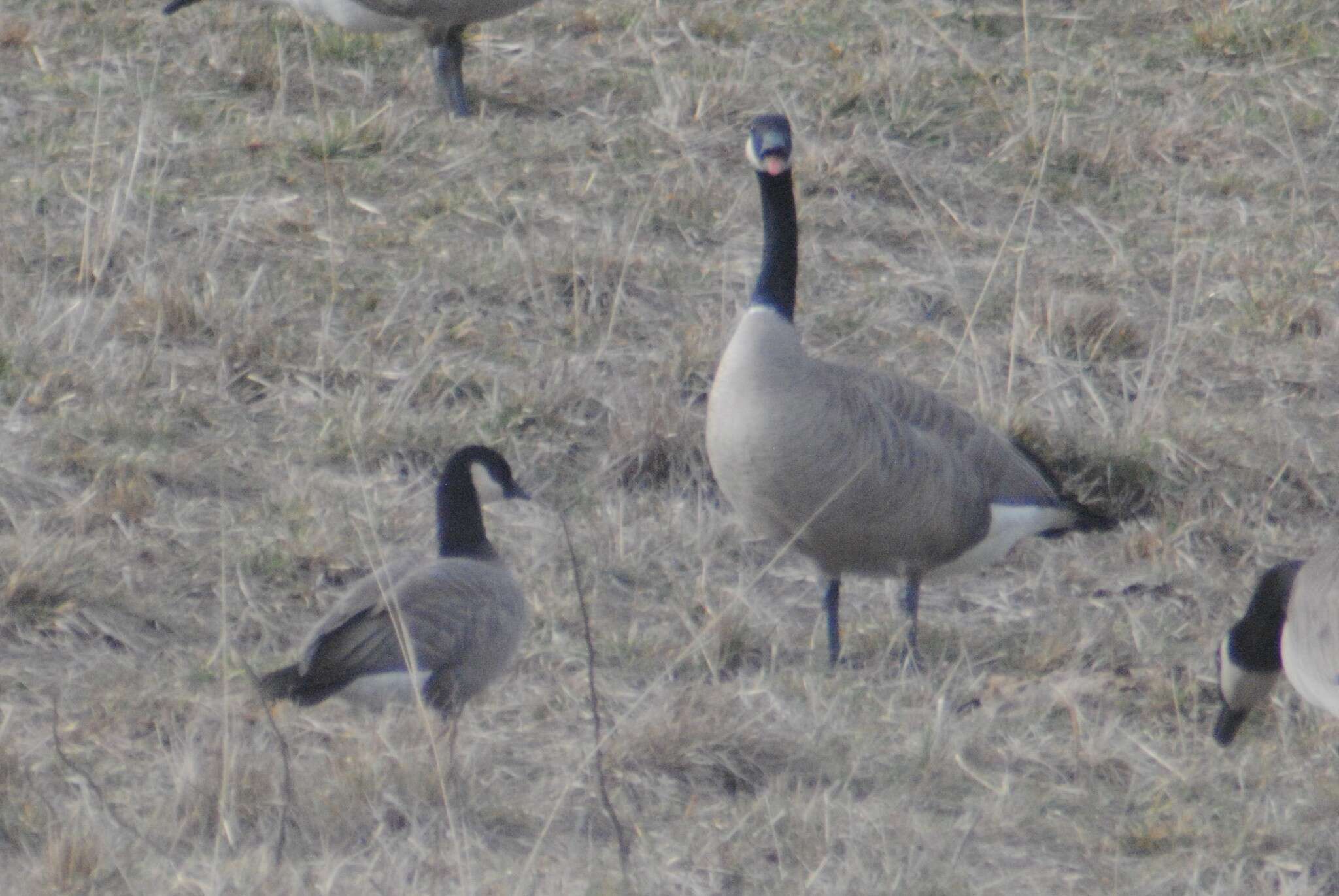 Image of Branta hutchinsii minima Ridgway 1885