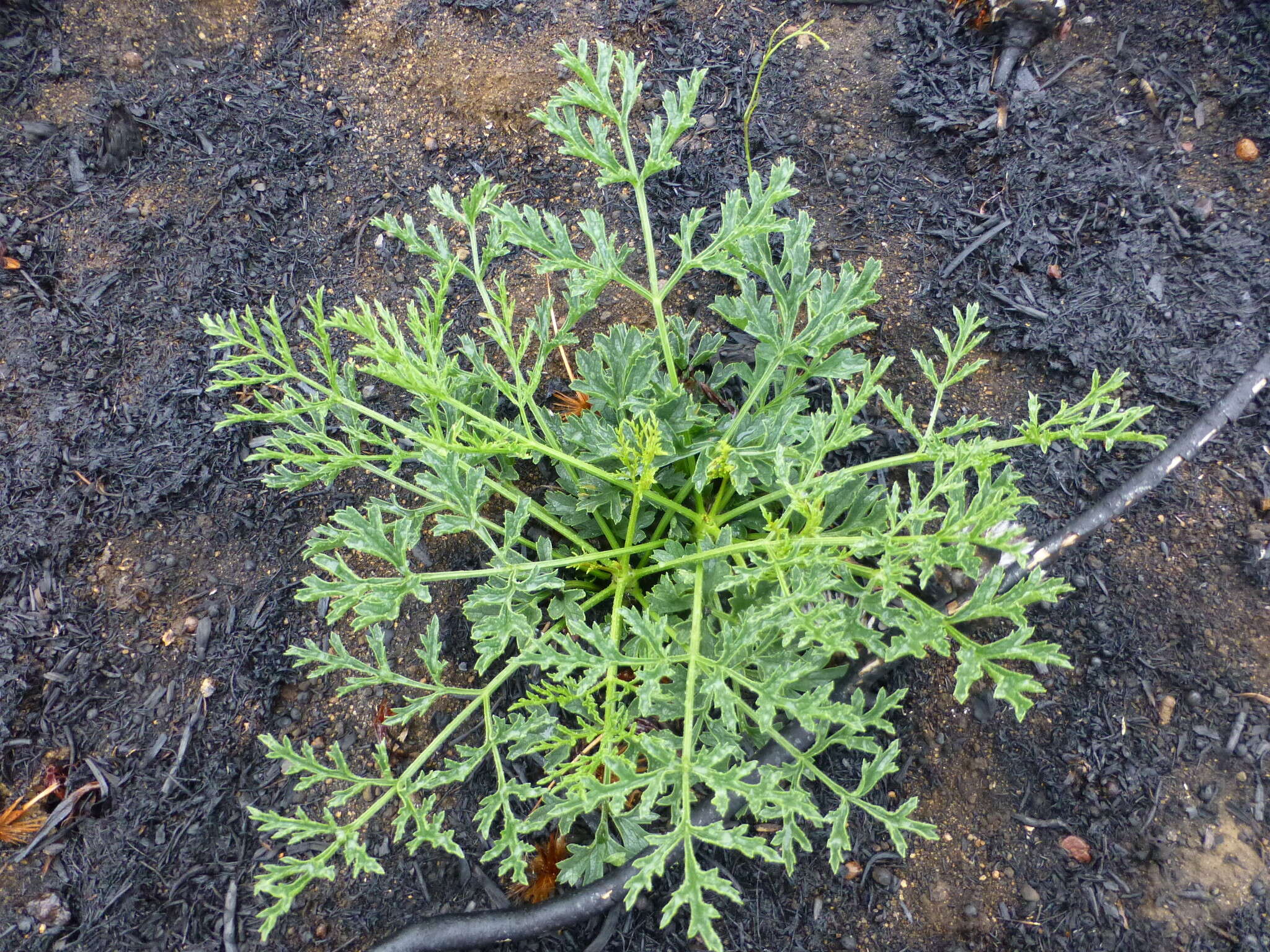 Image of Glia prolifera (Burm. fil.) B. L. Burtt