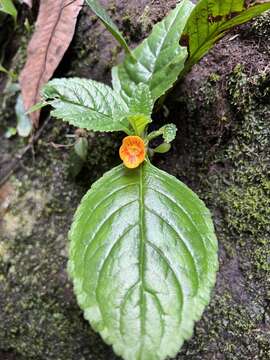 Image of Chrysothemis friedrichsthaliana (Hanst.) H. E. Moore