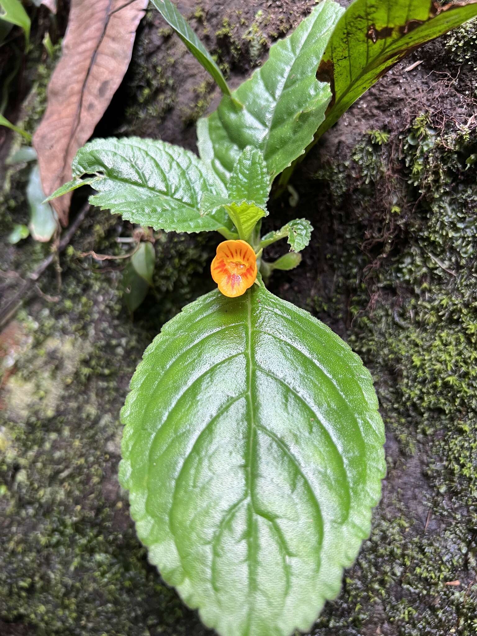 Image of Chrysothemis friedrichsthaliana (Hanst.) H. E. Moore