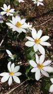 Image of bloodroot