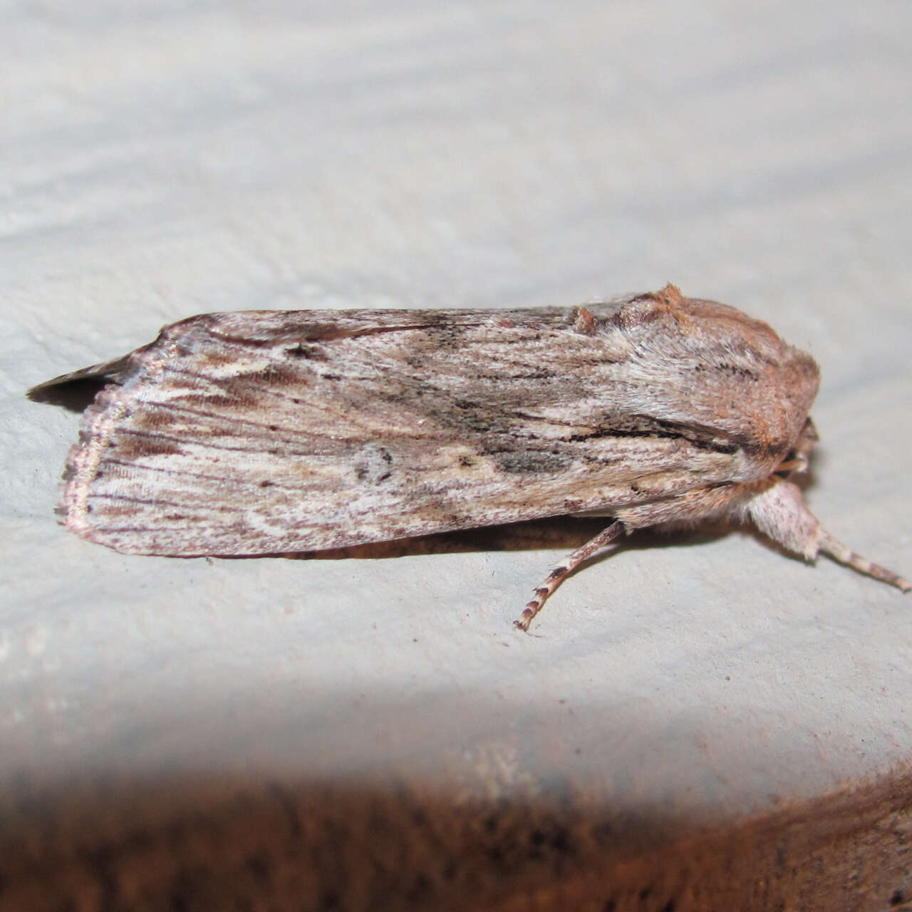 Image of Gray-streaked Armywom Moth