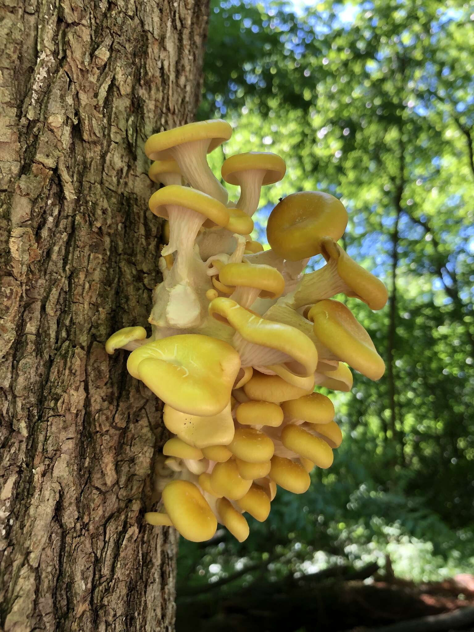 Pleurotus citrinopileatus Singer 1942 resmi