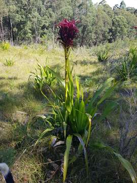 Doryanthes excelsa Corrêa resmi