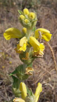 Plancia ëd Phlomis lychnitis L.