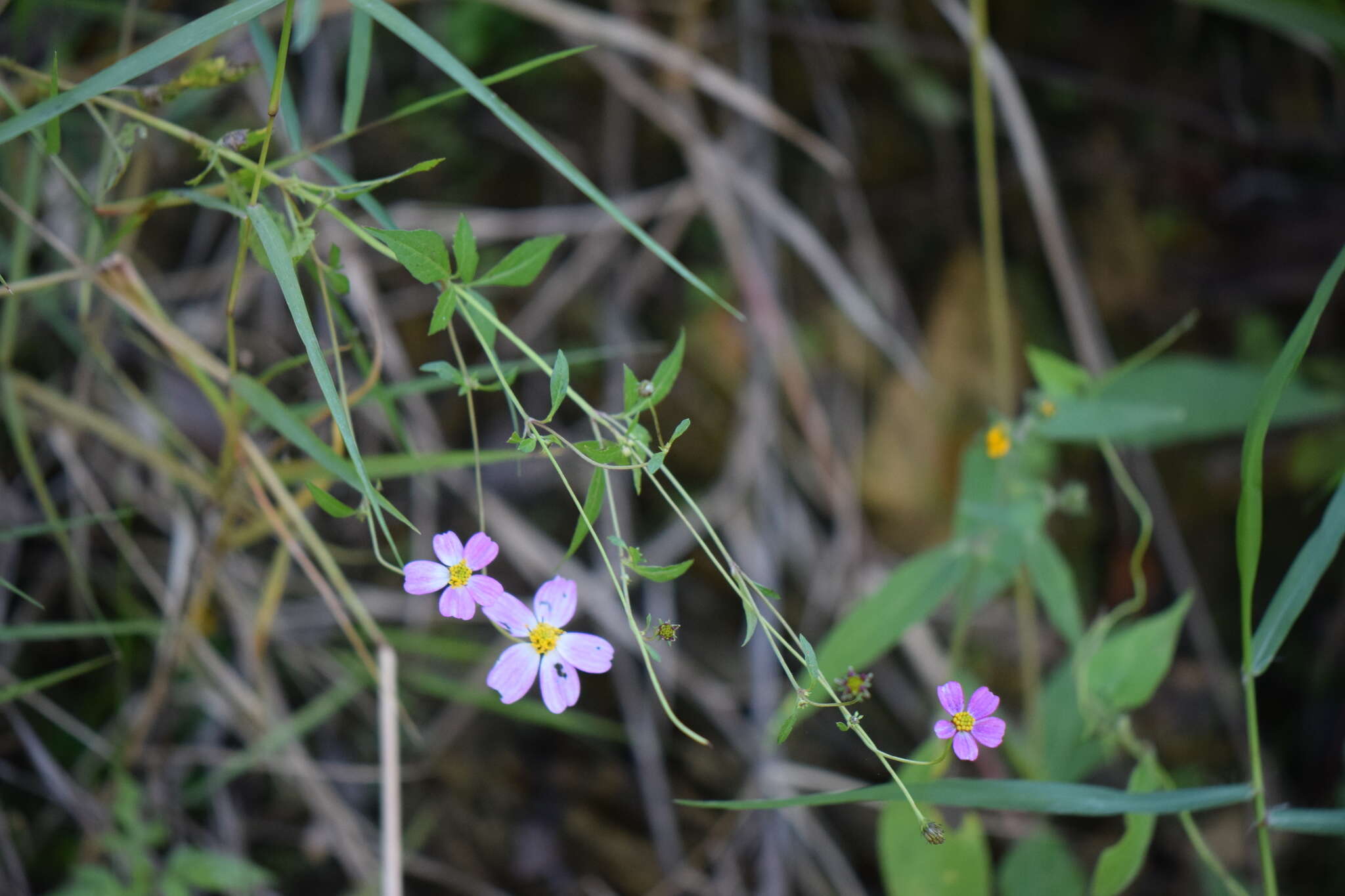 Image de Bidens clavata R. Ballard