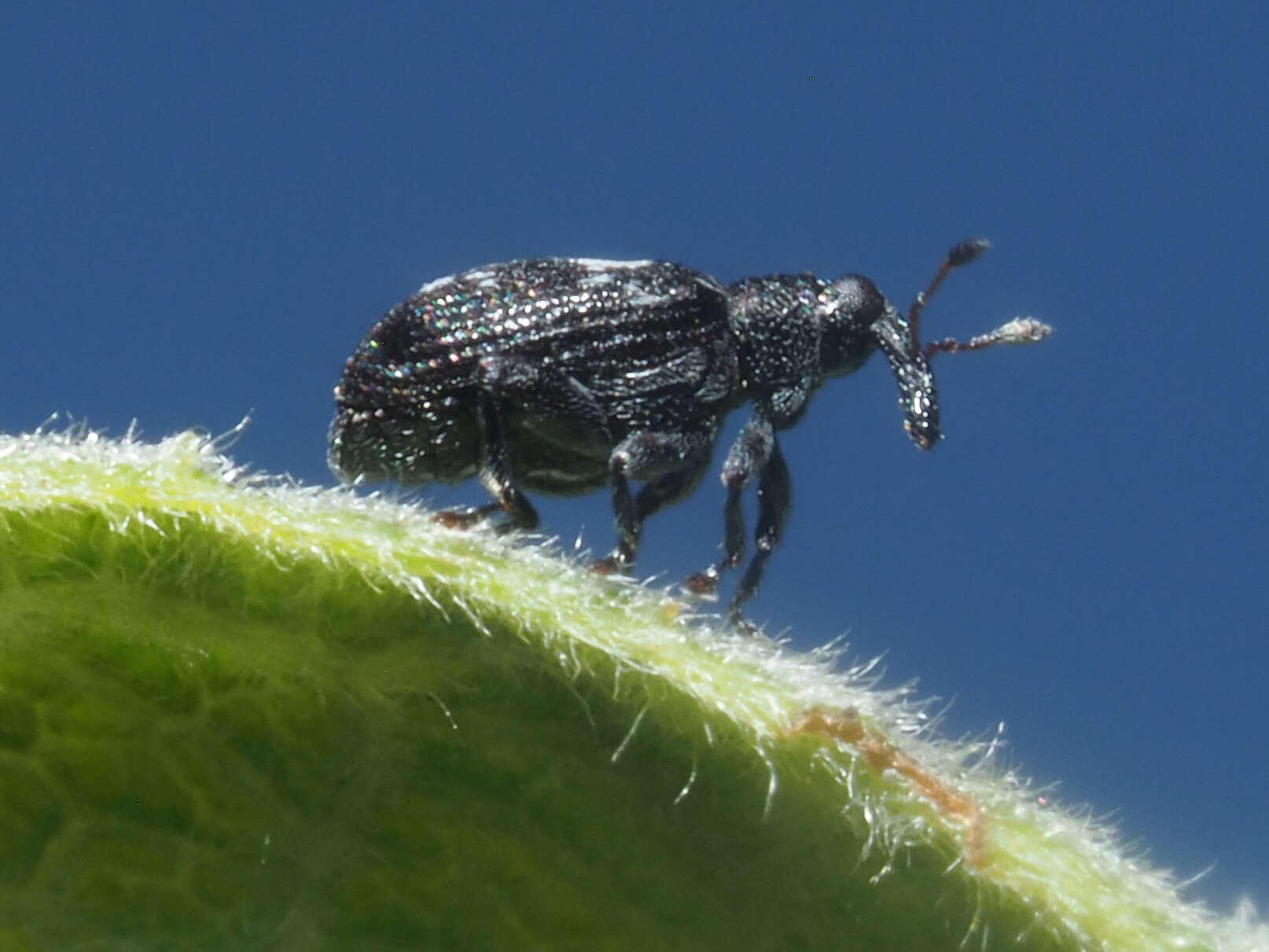 Tachyerges salicis (Linnaeus & C. 1758) resmi