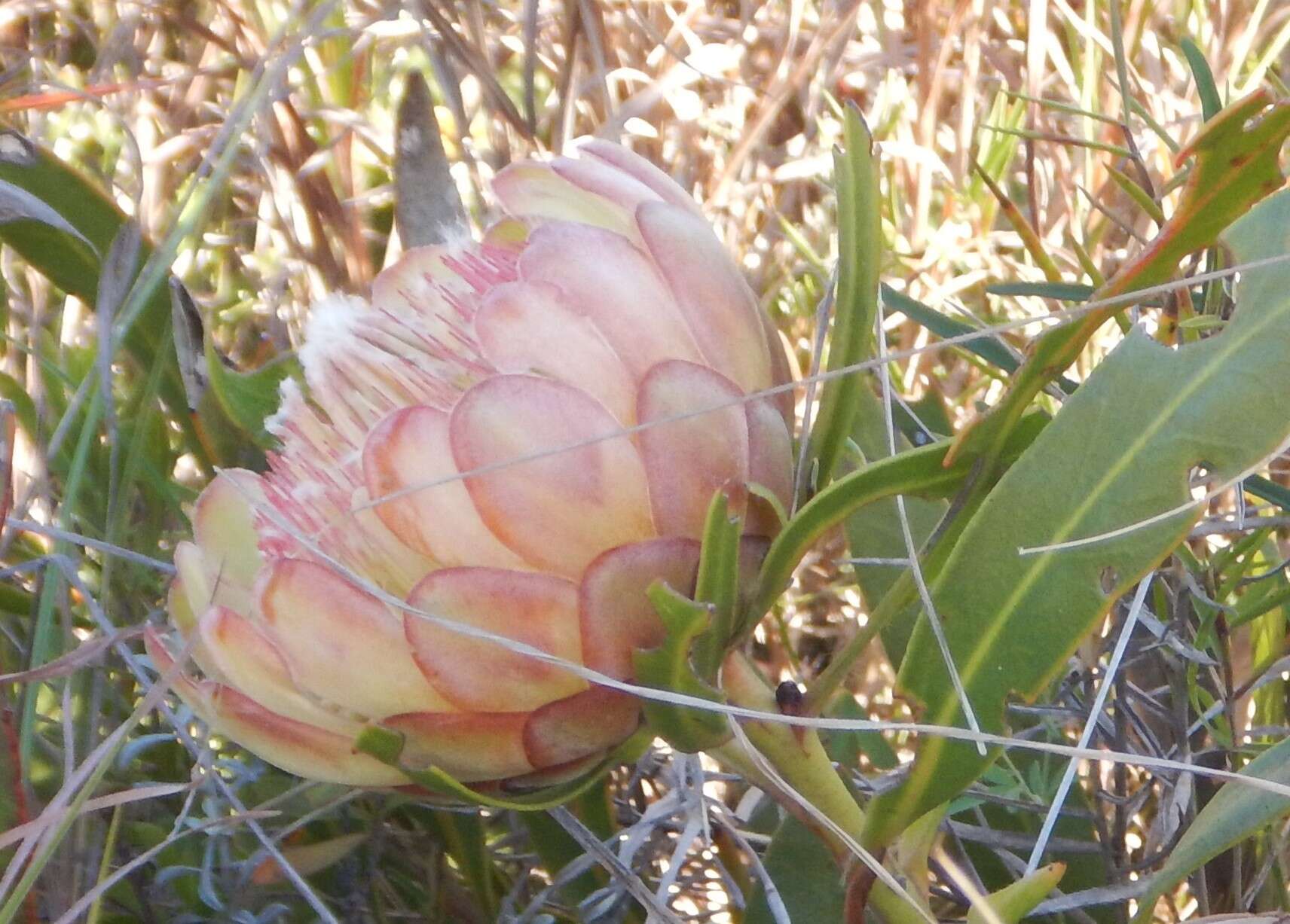 Image of Protea vogtsiae Rourke