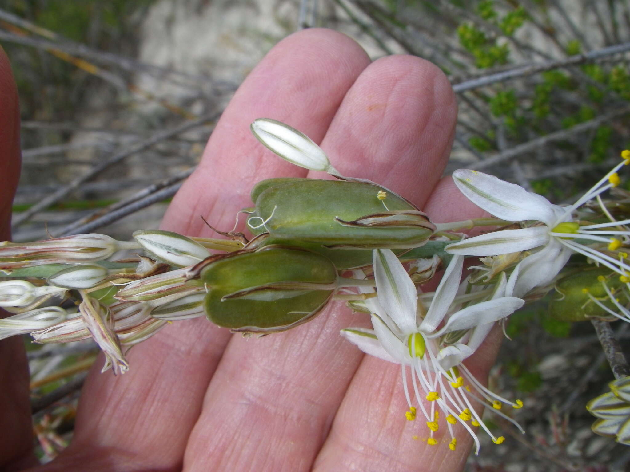 Imagem de Chlorophytum triflorum (Aiton) Kunth