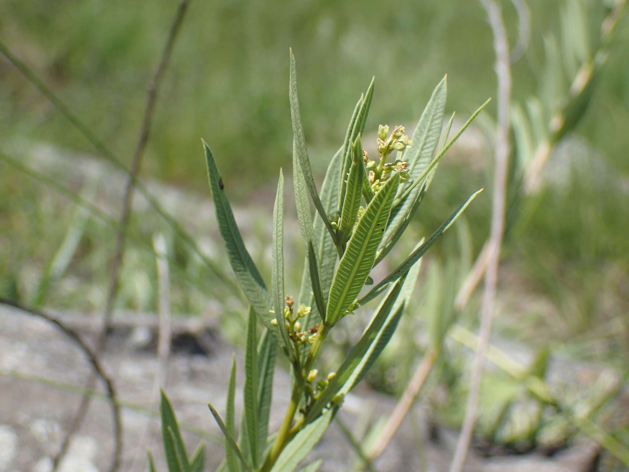 Image of Searsia pondoensis (Schönland) Moffett