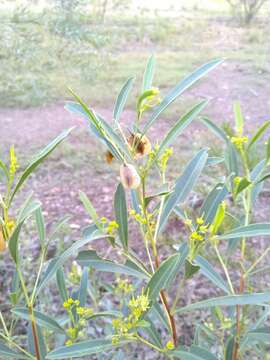 Image of Dodonaea lanceolata F. Müll.