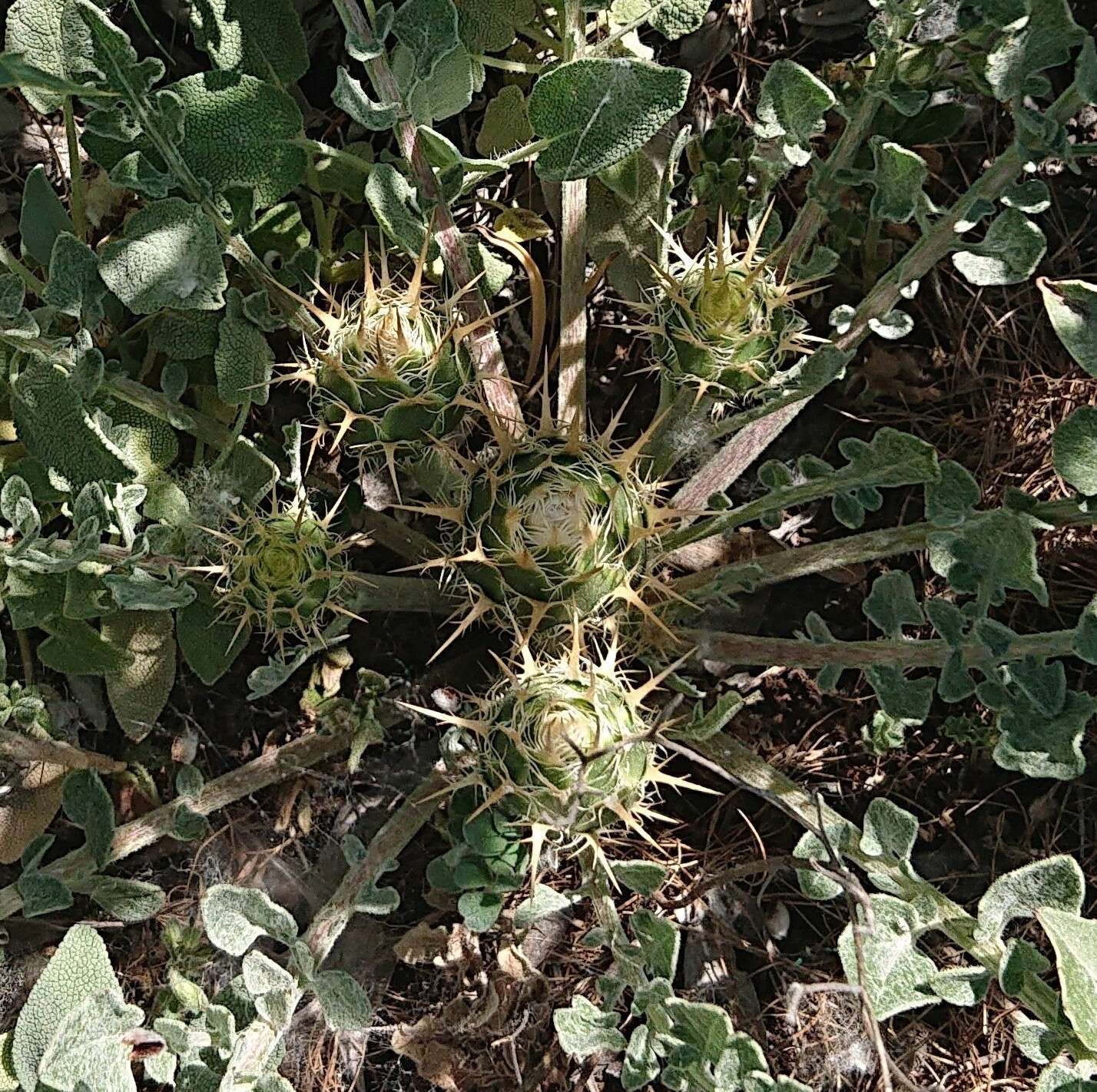 Image of Centaurea urvillei DC.