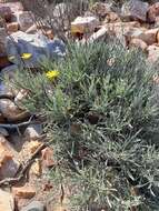 Image of Spear African Daisy