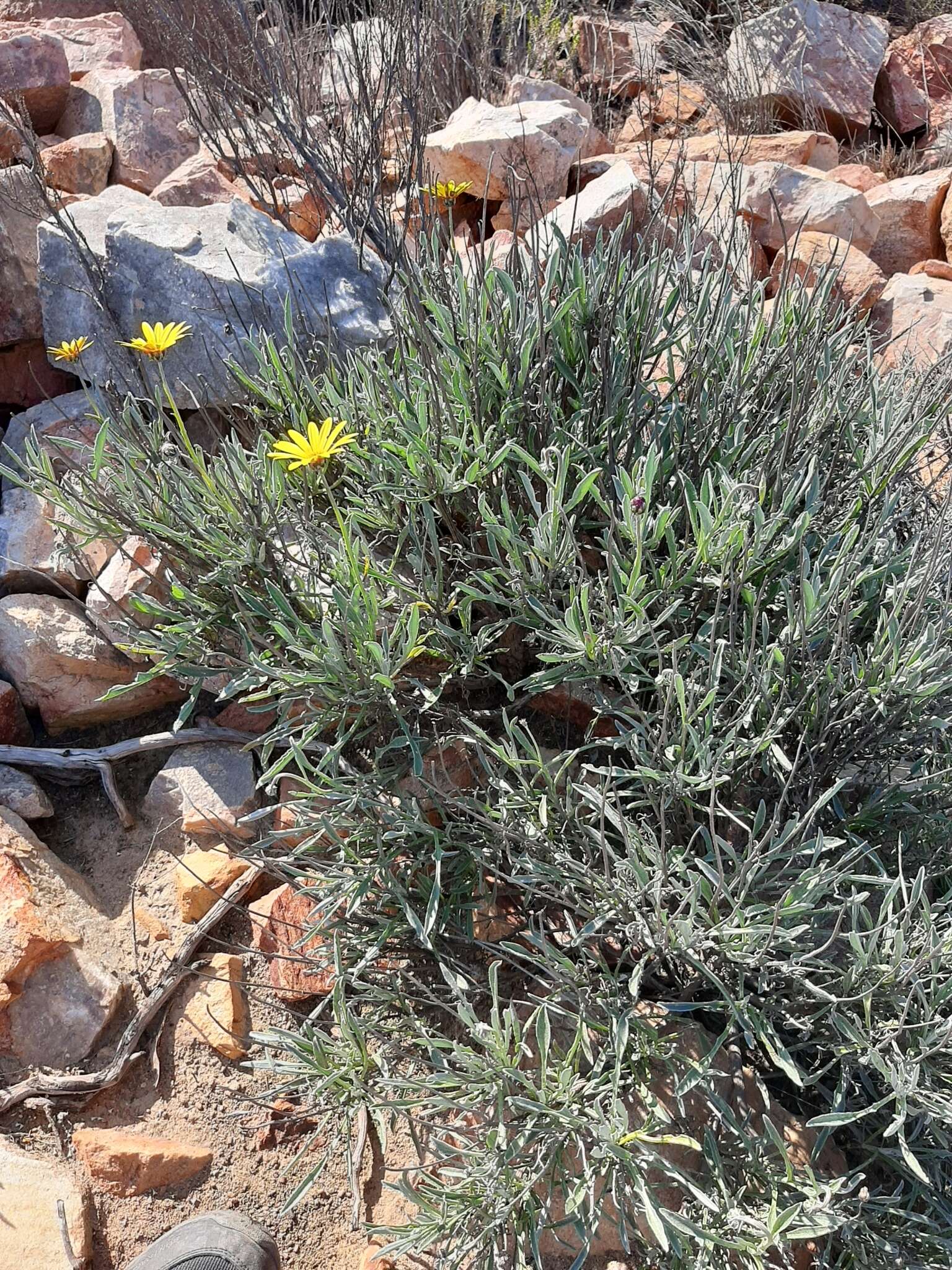 Image of Spear African Daisy