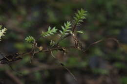 Image of Leptinella pusilla Hook. fil.