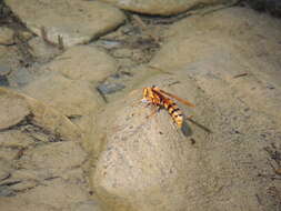 Image of <i>Polistes <i>carnifex</i></i> carnifex