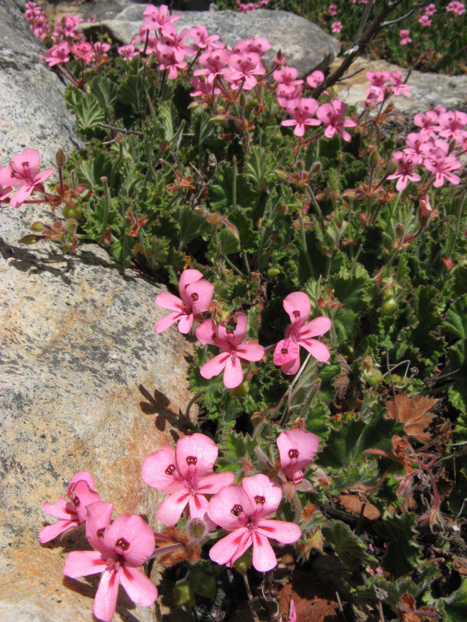 Image of Pelargonium alpinum Eckl. & Zeyh.