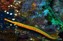 Image of Yellow banded pipefish