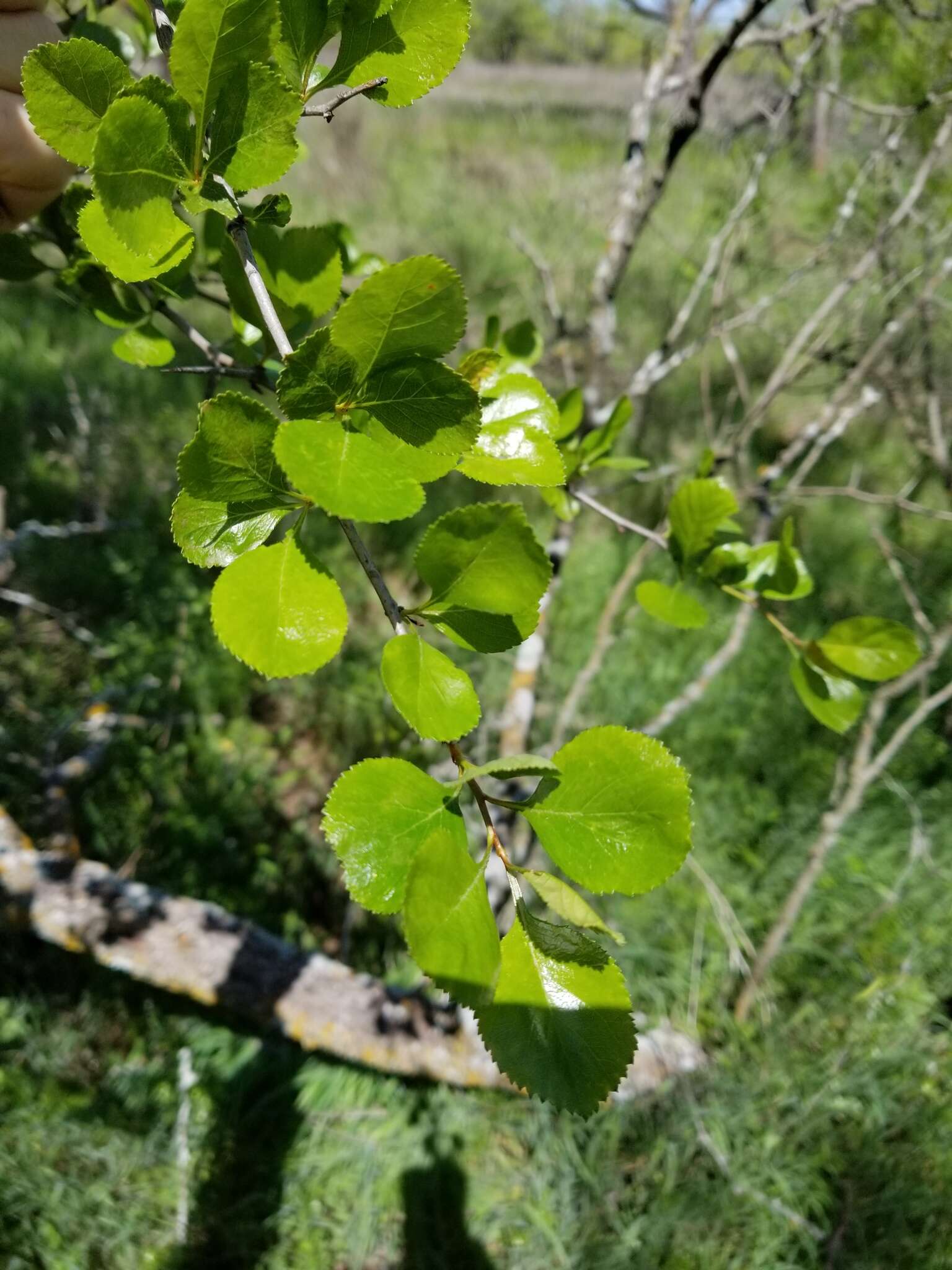 Слика од Crataegus reverchonii Sarg.