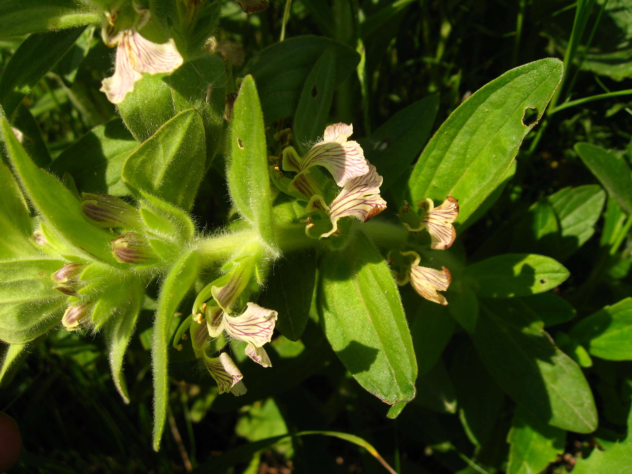 Imagem de Ajuga laxmannii (Murray) Benth.