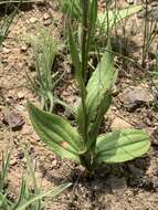 Слика од Helichrysum calocephalum Klatt