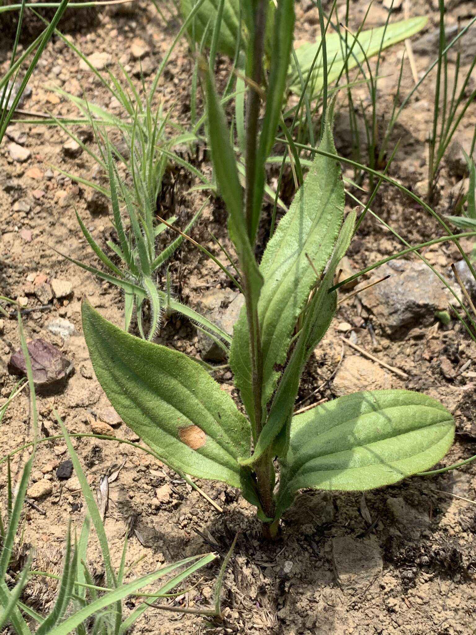 Imagem de Helichrysum calocephalum Klatt