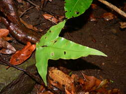 Plancia ëd Asplenium hemionitis L.