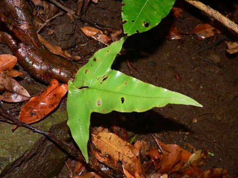 Plancia ëd Asplenium hemionitis L.