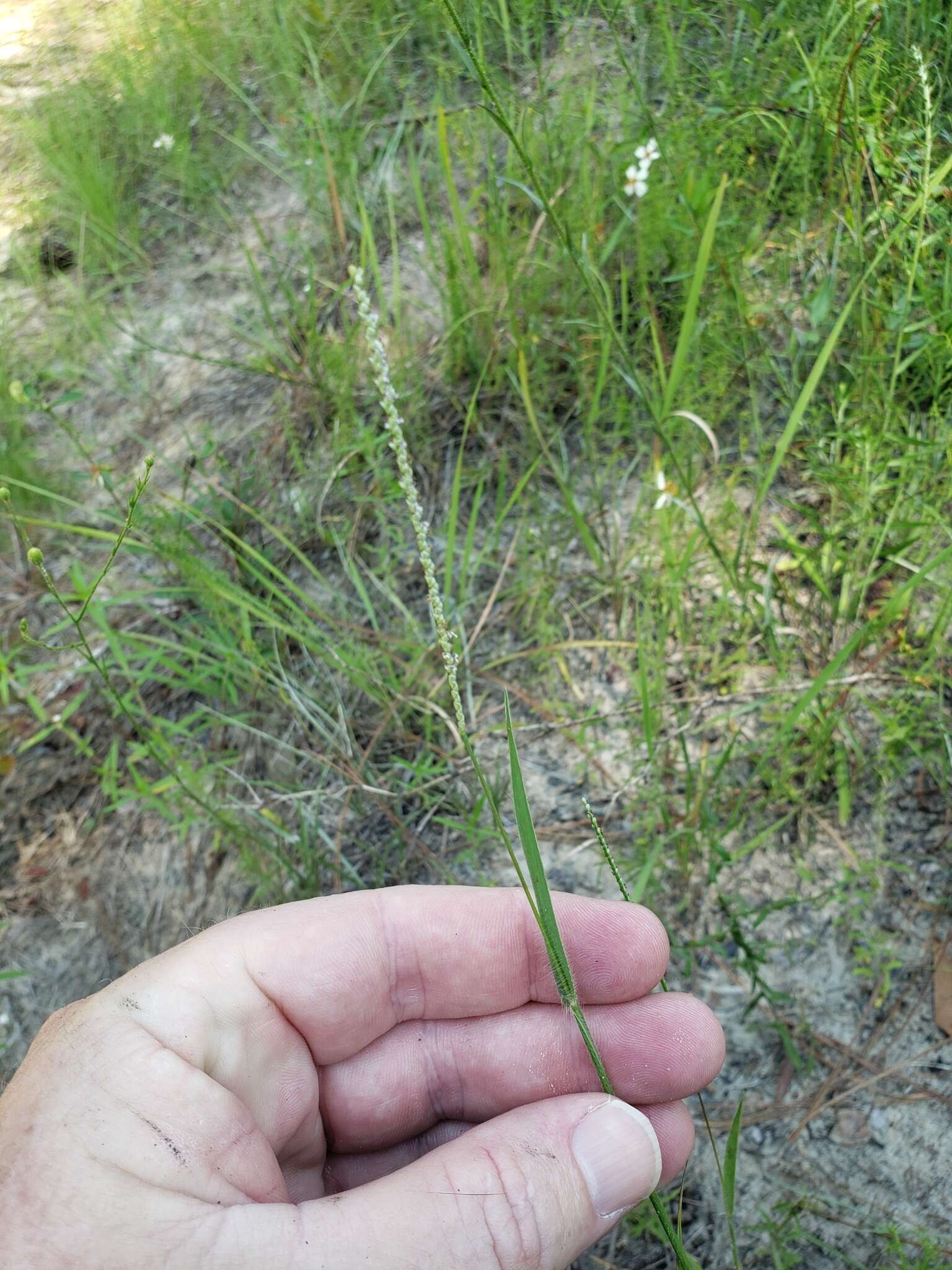 Image of thin paspalum