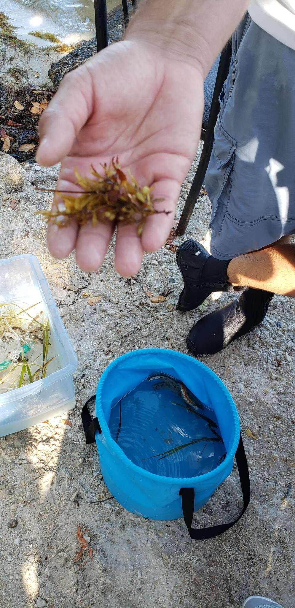 Слика од Sargassum natans