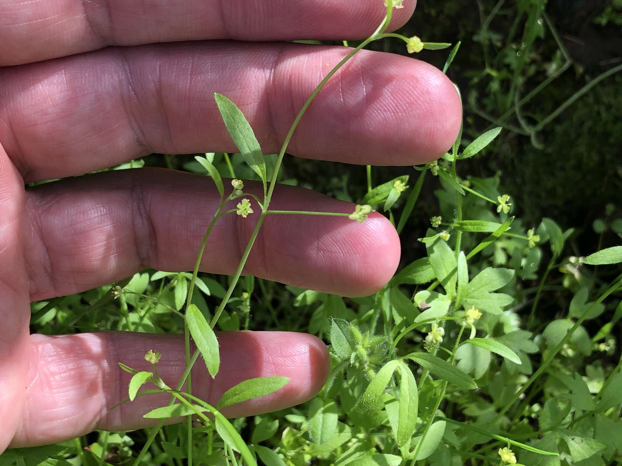 Image of delicate buttercup