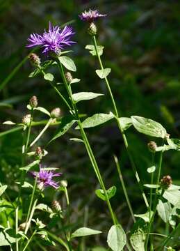 Image of Centaurea nigrescens subsp. nigrescens