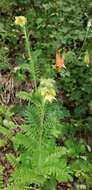 صورة Polemonium foliosissimum var. flavum (Greene) Anway