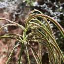 Image of weeping fingergrass