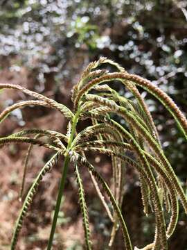 Image of weeping fingergrass