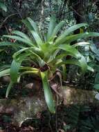 Image of Tillandsia deppeana Steud.