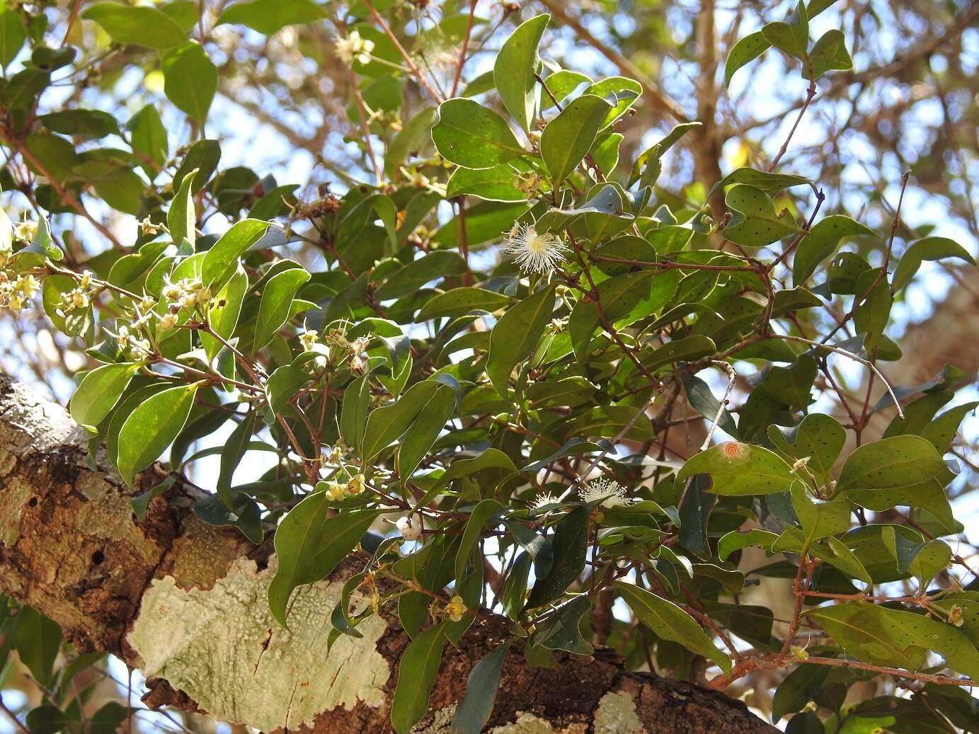 Image of Eugenia acapulcensis Steud.